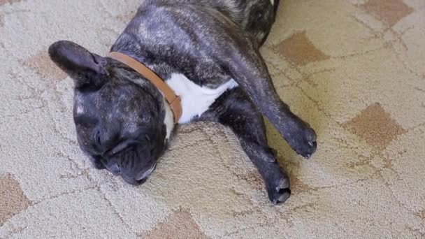 Mops hunden svart liggande på mattan i rummet och sova. — Stockvideo