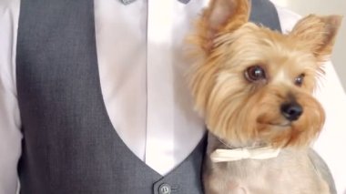 boyun bir yay ile damat elleri küçük köpek.