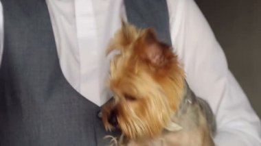boyun bir yay ile damat elleri küçük köpek.
