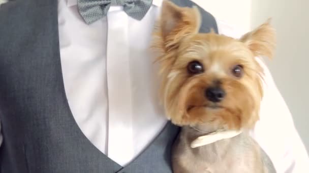Маленький собака на руках нареченого з бантом на шиї . — стокове відео