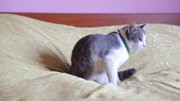 Gyönyörű macska ül, a párna egy szobában. — Stock videók