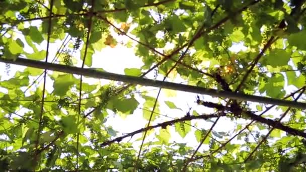 Wijngaard de close-up. De straal van de zon dringt door de druivenbladeren. Camerabeweging. — Stockvideo