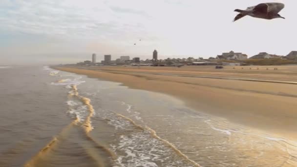 Vista aerea I gabbiani sorvolano il mare del nord. Rallentatore 120 fps. Paesi Bassi, mattina di Zandvoort sulla spiaggia — Video Stock