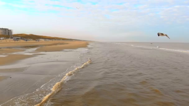 Vista aérea As gaivotas voam sobre o mar do norte. Movimento lento 120 fps. Holanda, manhã de Zandvoort na praia — Vídeo de Stock