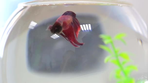 Одна червона риба в невеликому акваріумі — стокове відео