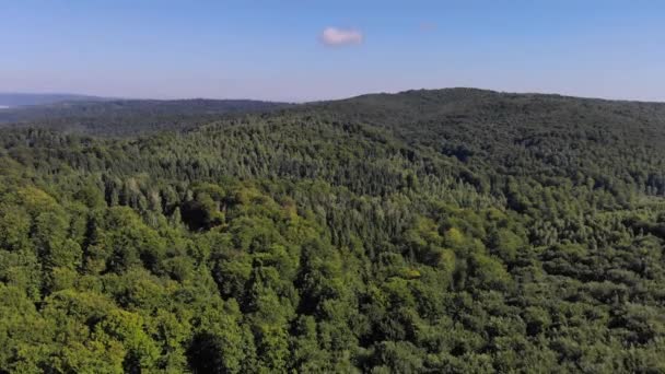 Dronefootge Vuelo sobre el bosque verde en un día soleado — Vídeos de Stock