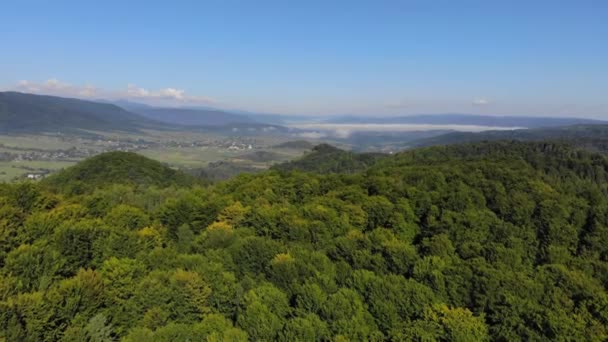화창한 날에 녹색 숲에 Dronefootge 비행 — 비디오