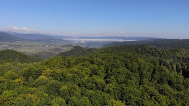 Dronefootge lotu nad zielonym lasem w słoneczny dzień — Wideo stockowe