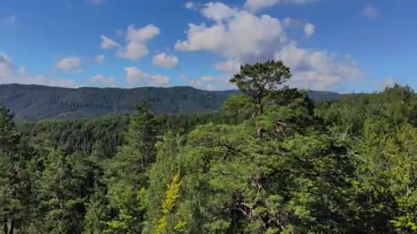 Drone antenn fly över bergen täckt med grön skog, en enorm bergskedja i skogen. Kameran långsamt stigande och visar en panoramautsikt över dalen. — Stockvideo