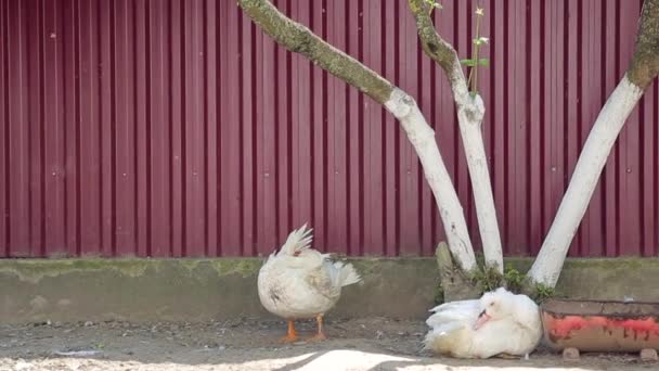 Dos gansos blancos en el patio del campo, se lavaron y se limpiaron . — Vídeos de Stock