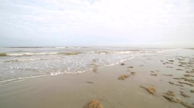 Sonra fırtına tarafından shore tarafından kapalı atılmış yosun kaplı plaj sahil şeridi. Martılar daire curtling hattı üzerinden. Deniz kirliliğinin ekolojik sorun.