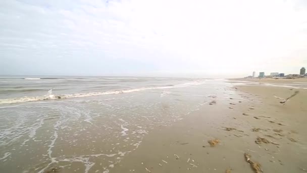 Coastline Beach Storm Covered Algae Thrown Shore Gulls Circle Curtling — Stock Video