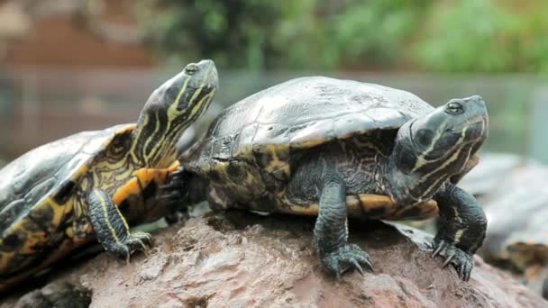 Dos tortugas se cierran en una piedra . — Vídeos de Stock