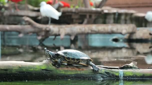 Schildkröte krabbelt auf einem Baum in einem See. — Stockvideo