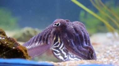 Deniz mürekkep balığı deniz yosunu tarafından çevrili deniz yatağı üzerinde oturan yakın çekim, parlak renklerde/EC.