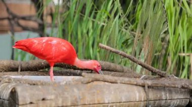 Kırmızı Ibis Eudocimus ruber gagası ile ustaca küçük balık yiyor. Vahşi beslenme.