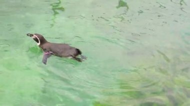 Arkadaki küçük penguenler Yüzme Havuzu.