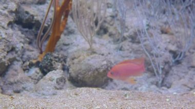 Bir kırmızı, küçük okyanus balık yiyecek bulmak Okyanusun dibindeki üzerinde mercan tarafından çevrilidir