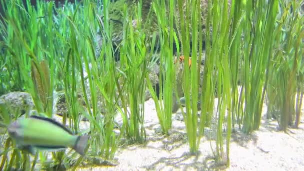 Três peixes marinhos listrados verdes no fundo do oceano em busca de comida nadam entre algas em busca de comida — Vídeo de Stock