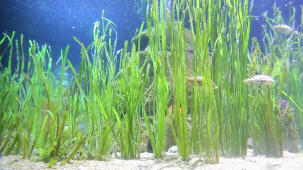 Many different ocean fishes float in an aquarium between green algae — Stock Video