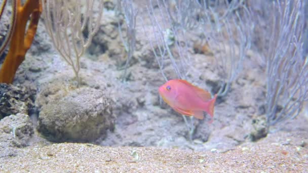 One red, small ocean fish on the bottom of the ocean in search of food is surrounded by coral — Stock Video