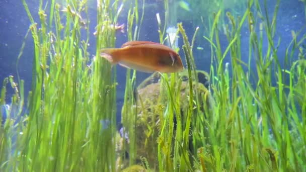 Jedna červená malá mořská ryba plave v akváriu mezi zelené vodních toků — Stock video
