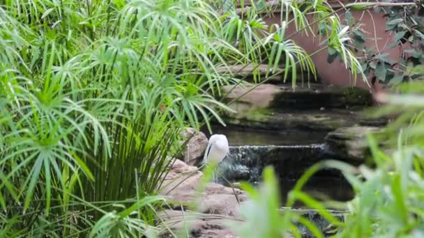White heron is in close proximity in the green grass, and watches. — Stock Video