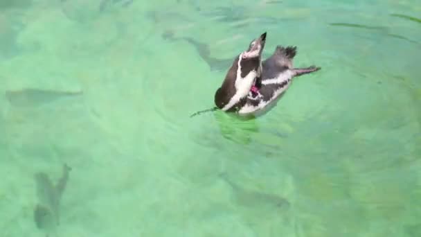 Small penguins swim in the pool on the back. — Stock Video