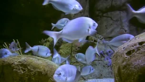 Modré ryby na dně oceánem plavou mezi kameny při pohledu na jídlo — Stock video