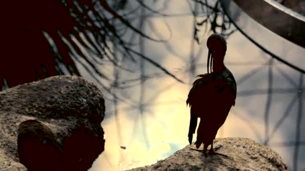 Siluetas de pájaros en el fondo del lago. Los cálidos rayos del sol de la mañana se reflejan en el agua. El pájaro es lavado y cepillado su cuerpo . — Vídeos de Stock