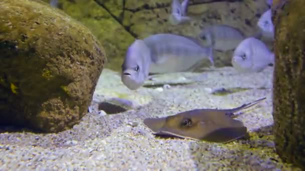 Peces azules en el fondo del océano flotan entre las piedras mientras buscan comida — Vídeos de Stock
