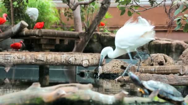 Den vita heron tar fisk ur vattnet, men börjar att äta sitt byte. Näring i naturen — Stockvideo
