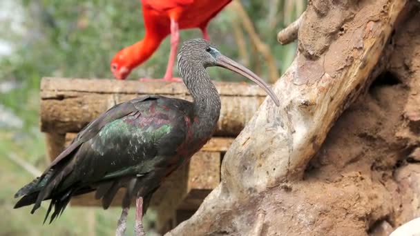 Ibis Eudocimus Ruber Rosso Con Becco Mangia Abilmente Piccoli Pesci — Video Stock