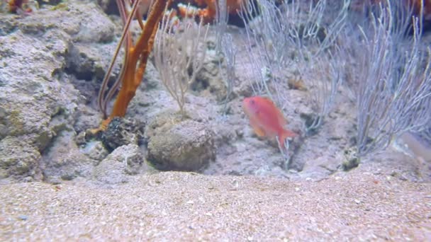 One red, small ocean fish on the bottom of the ocean in search of food is surrounded by coral — Stock Video