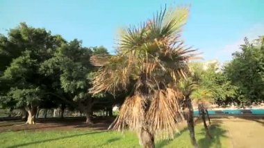 parkta büyümek palmiye ağaçları yaprakları ile parlak güneş tatili. Valencia, İspanya