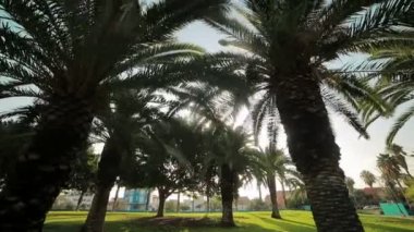 parkta büyümek palmiye ağaçları yaprakları ile parlak güneş tatili. Valencia, İspanya.