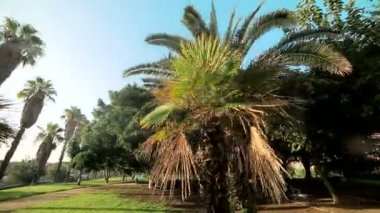 parkta büyümek palmiye ağaçları yaprakları ile parlak güneş tatili. Valencia, İspanya