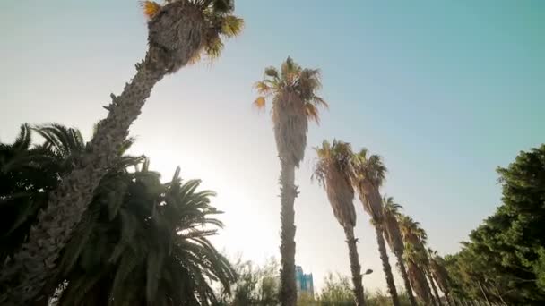Sol brillante se rompe a través de las hojas de palmeras que crecen en el parque. Valencia, España — Vídeos de Stock