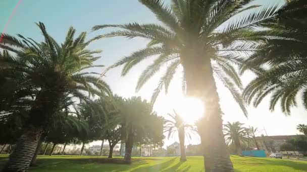 明るい太陽の下は、公園で育つヤシの木の葉を突破します。バレンシア、スペイン — ストック動画