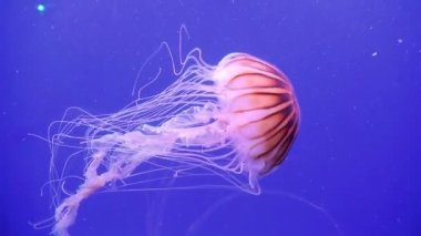 büyük pembe okyanus deniz anası onun tentacles ile taşır. Arka plan mavi okyanusun üzerinde denizanası.