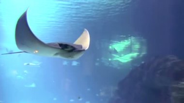 büyük okyanus Manta ray okyanusun yüzeyinde yüzen.