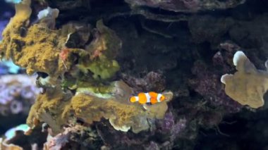 Renkli tropikal oceanfish float okyanusun dibinde yosun arasında.