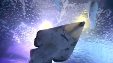 büyük okyanus Manta ray okyanusun yüzeyinde yüzen