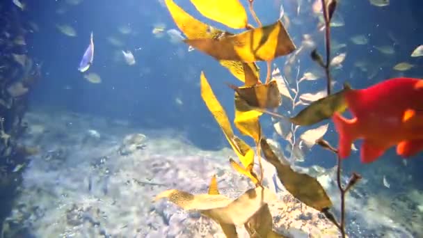 Peces oceánicos tropicales de color flotan entre algas en el fondo del océano . — Vídeo de stock