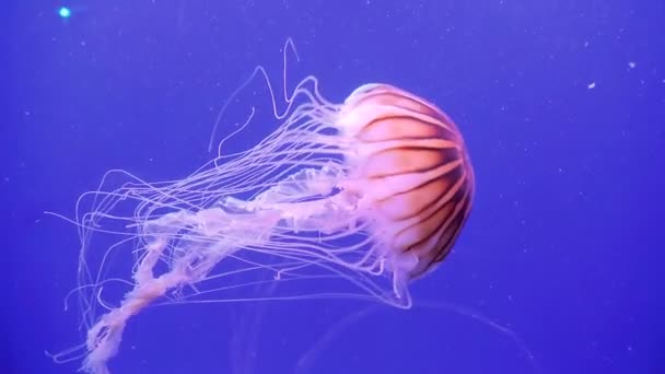 Large pink ocean jellyfish moves with its tentacles. Jellyfish on the background of the blue ocean. — Stock Video