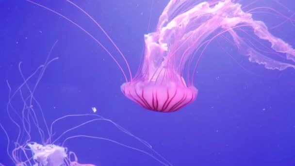 Large pink ocean jellyfish moves with its tentacles. Jellyfish on the background of the blue ocean. — Stock Video