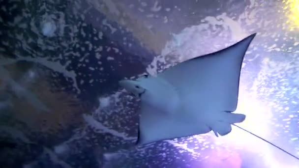 Великий океан Манта плаває на поверхні океану — стокове відео