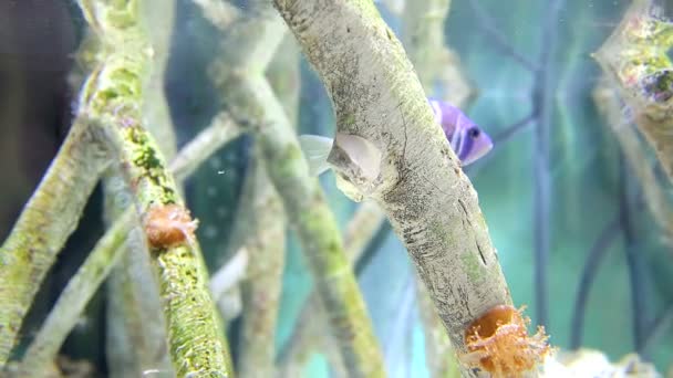 Peces oceánicos tropicales de color flotan entre algas en el fondo del océano . — Vídeo de stock