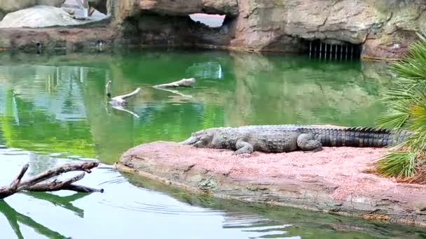 Crocodile Repose Sur Rive Lac Est Entouré Grand Lac Arbres — Video