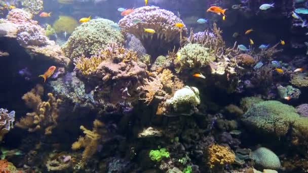 Gekleurde tropische oceanfish zweven tussen algen op de bodem van de Oceaan. — Stockvideo
